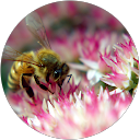 Ferrand Christiane (cricri225)